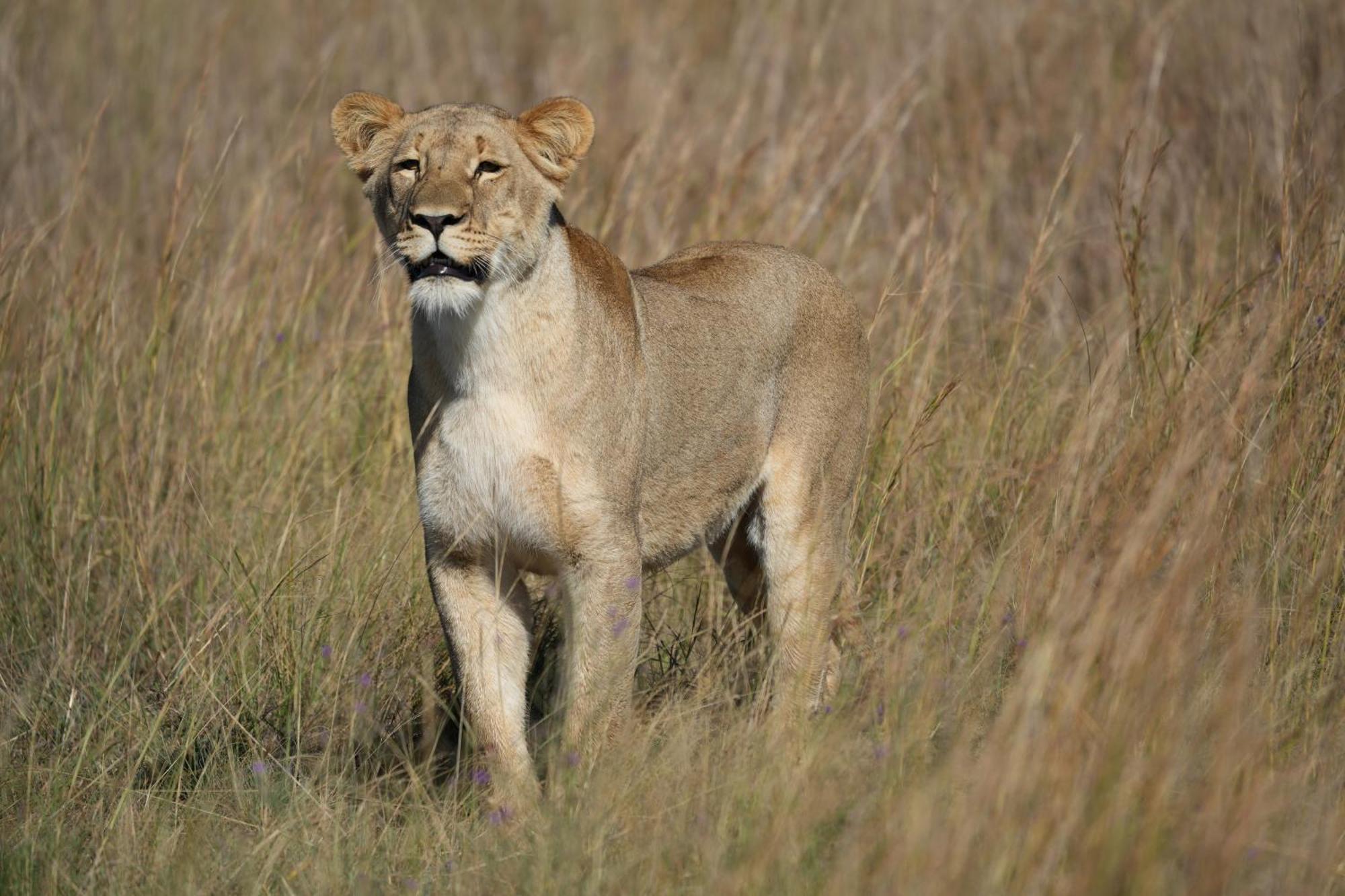 Shibula Safari Lodge Welgevonden Game Reserve Exterior photo