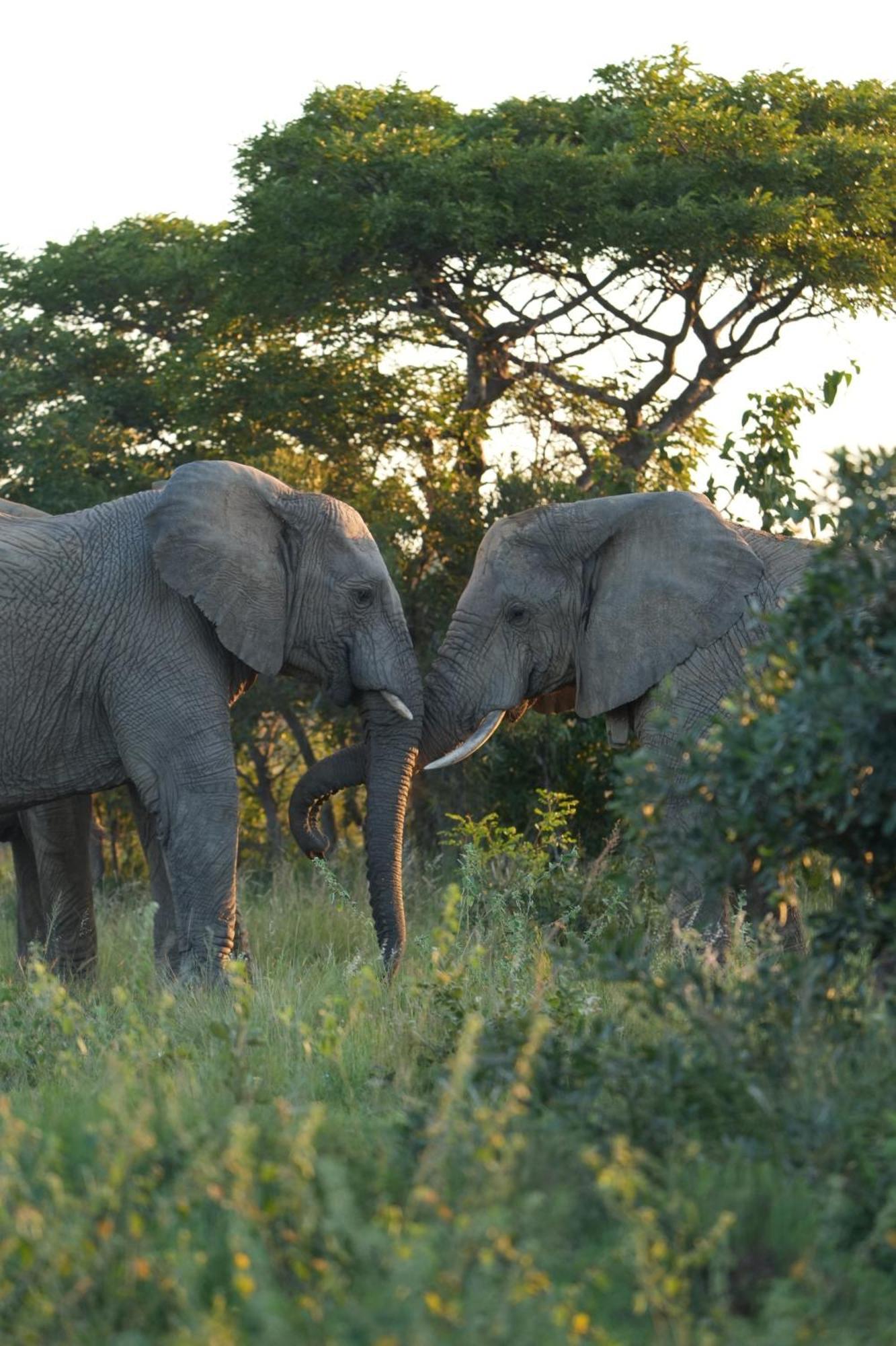 Shibula Safari Lodge Welgevonden Game Reserve Exterior photo