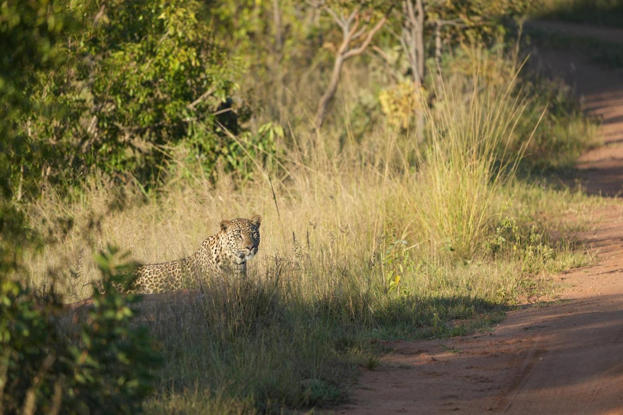 Shibula Safari Lodge Welgevonden Game Reserve Exterior photo