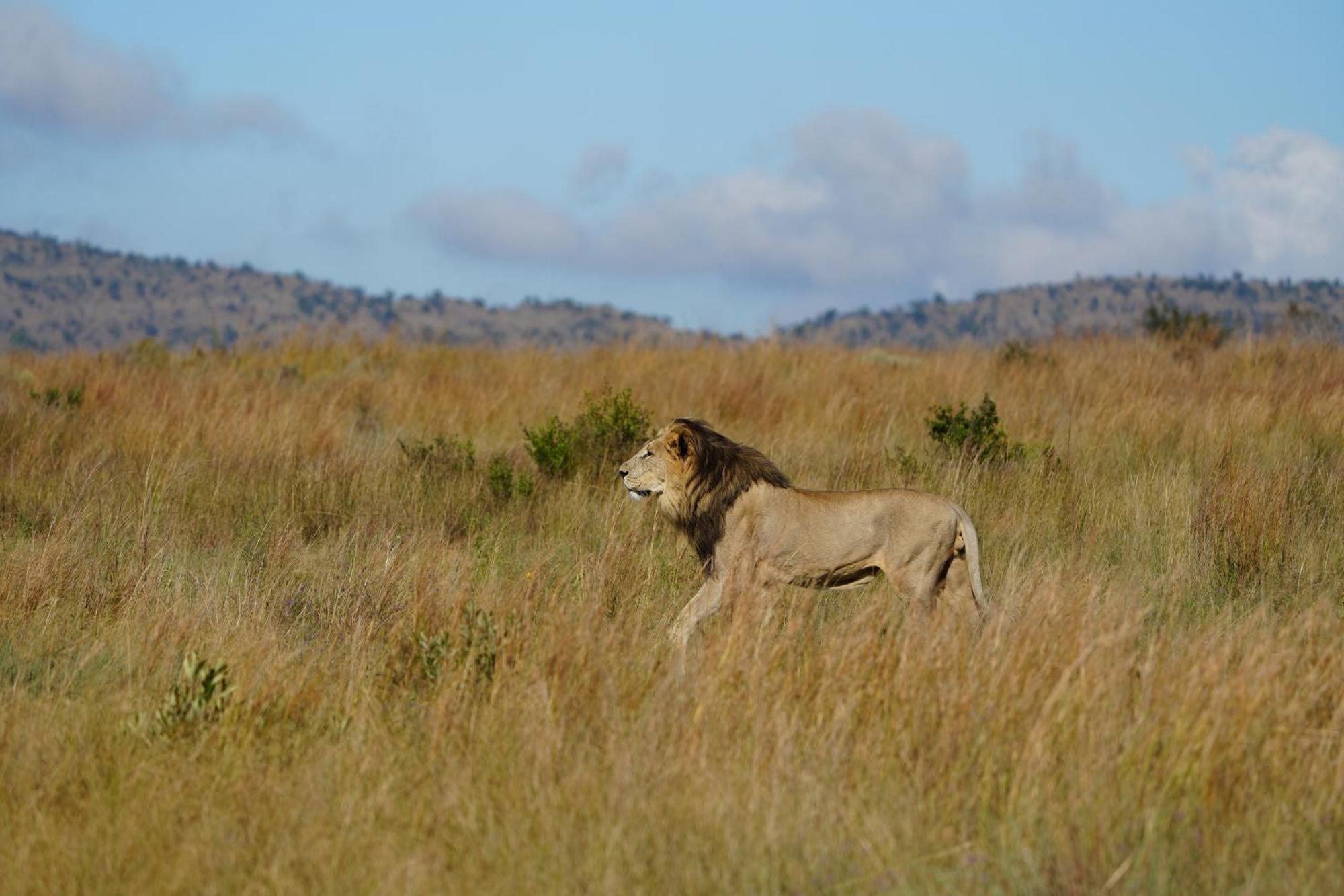 Shibula Safari Lodge Welgevonden Game Reserve Exterior photo